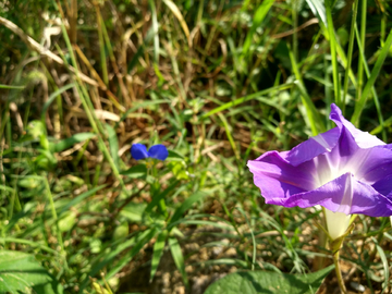 牵牛花