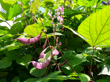 蔬菜
