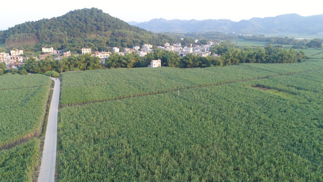 甘蔗地