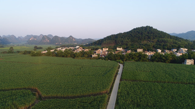 甘蔗地