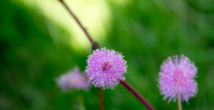迷蒙粉紫色含羞草花