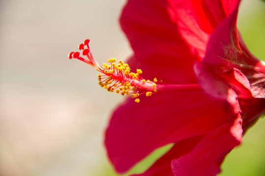 红色扶桑花花蕊