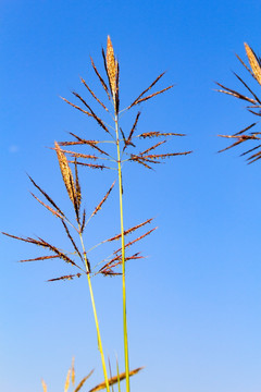 文艺小清新野草花枝千金子