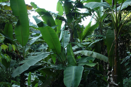 野生香蕉林