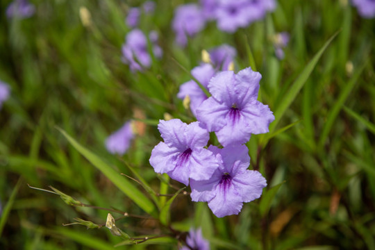 蓝花草