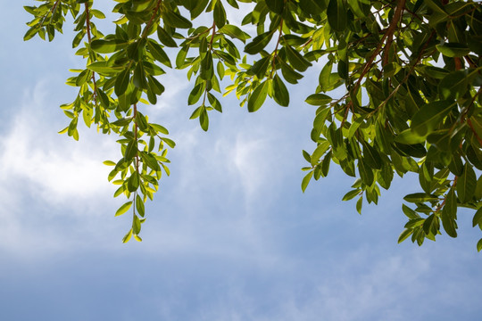 绿叶天空