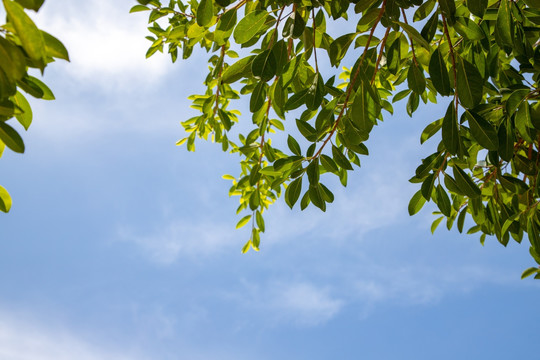 绿叶天空