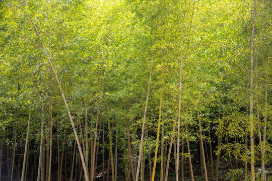竹林
