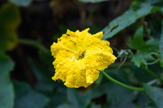 丝瓜花