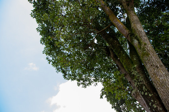 绿叶天空