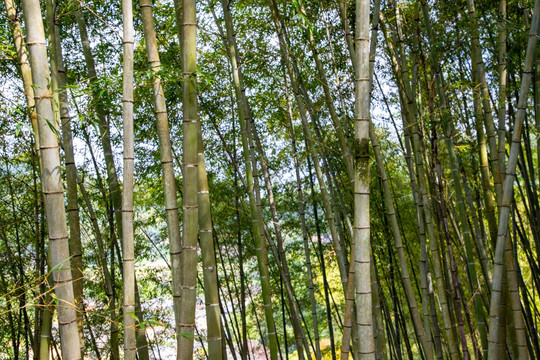 竹林