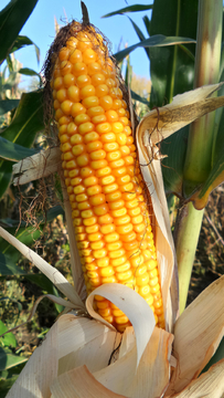 成熟的玉米