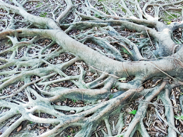 树根造型