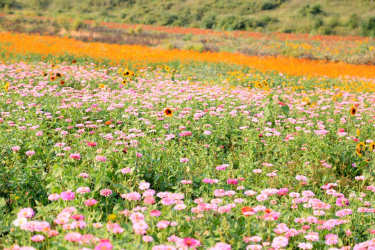 花海