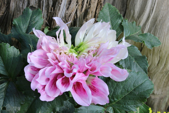大丽花