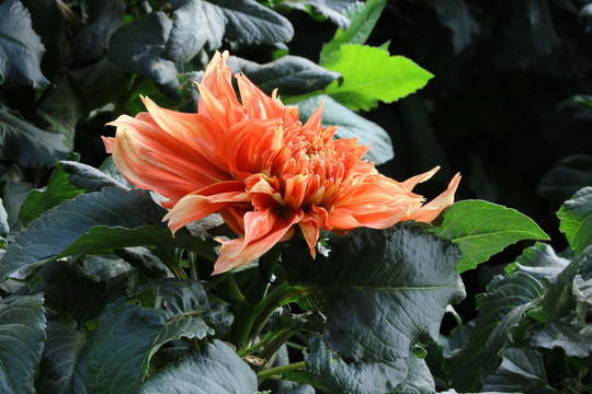 大丽花