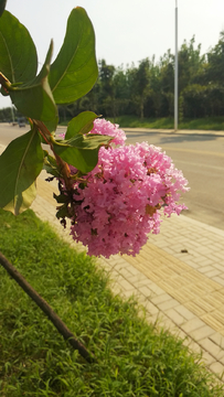 粉色花朵路边