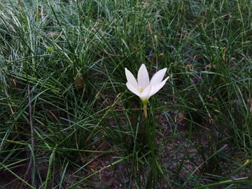 葱兰 小花葱 小葱 花朵