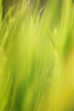 植物背景