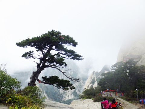 华山松树