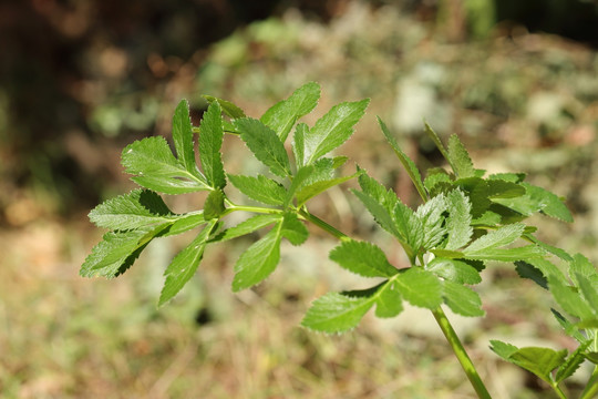 白芷植株