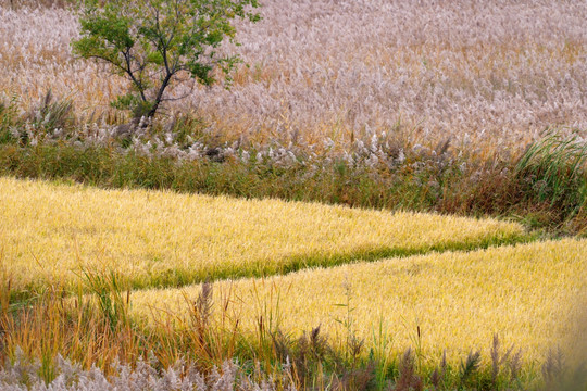 稻田