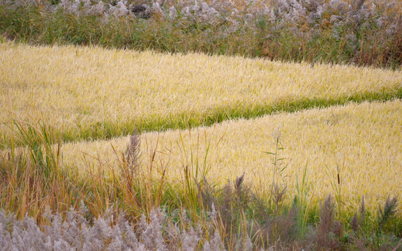稻田地