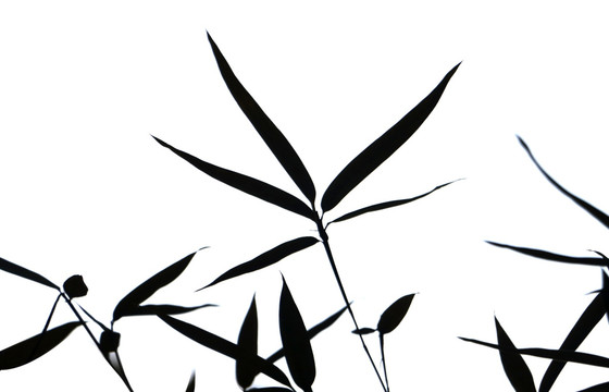 竹