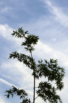 竹