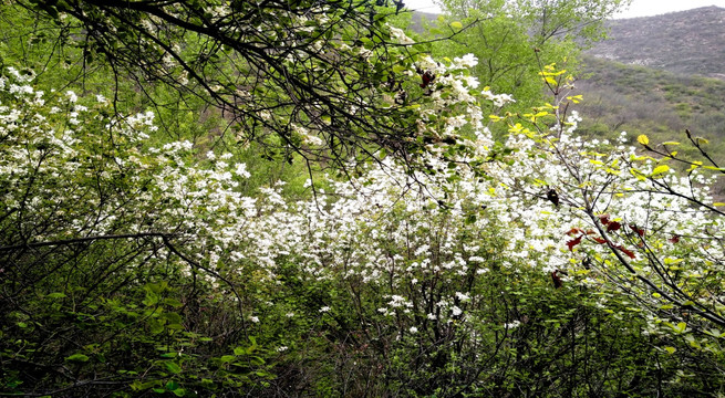 山花