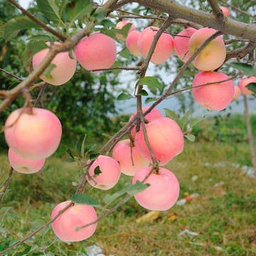 红苹果挂满枝头