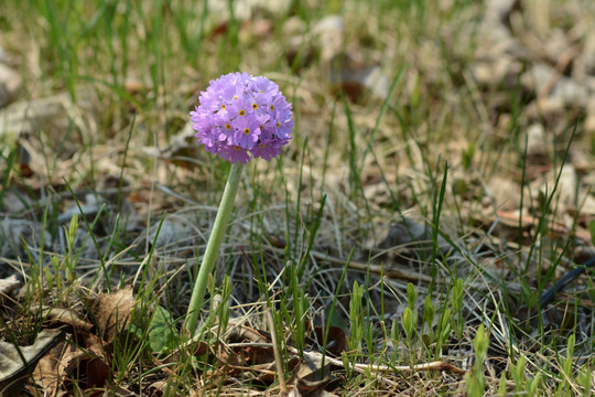 迎春花