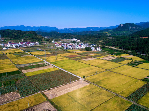 金色大地