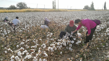 北疆棉花种植基地