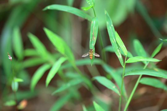 野蜂高清照片