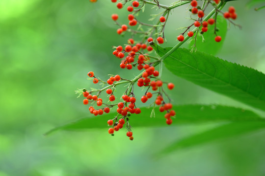 接骨草果实高清照片