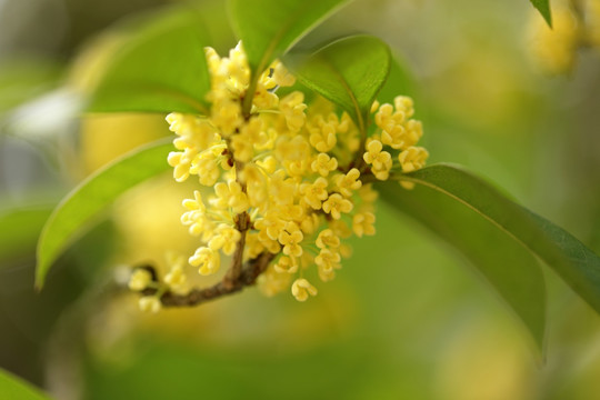 桂花飘香