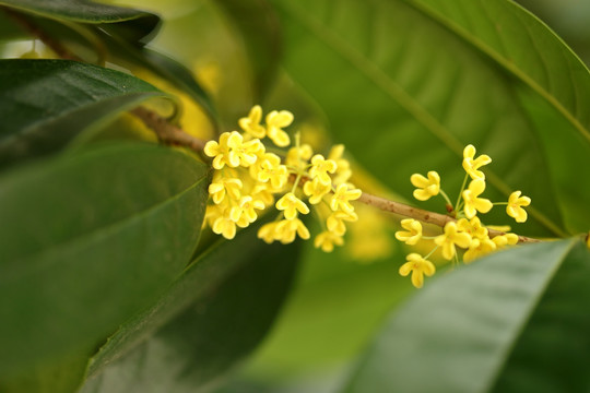 桂花高清特写