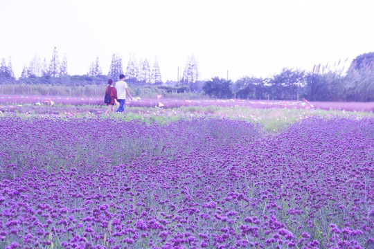 马鞭草