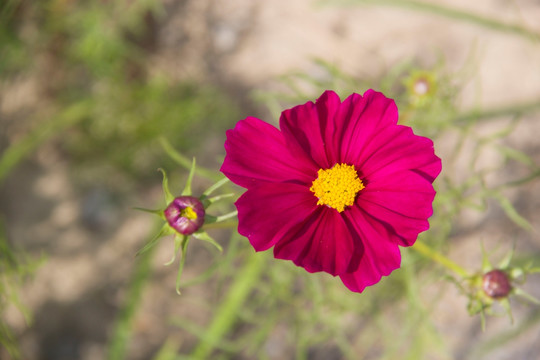 红色格桑花