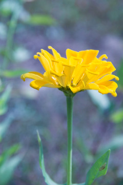 黄色百日菊