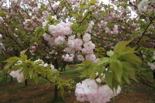 樱花