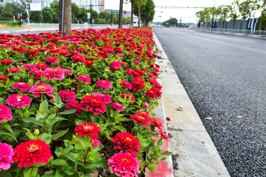 花卉街道