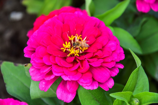 百日菊