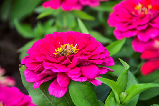 百日菊
