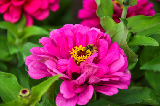 百日菊