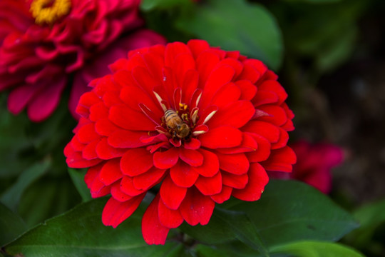 百日菊