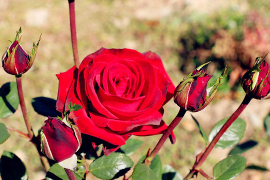 美丽的红色玫瑰