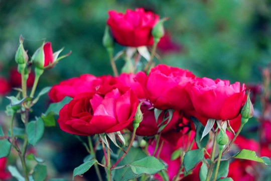 美丽的红色玫瑰