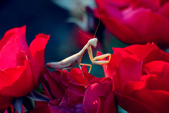 玫瑰花中的螳螂